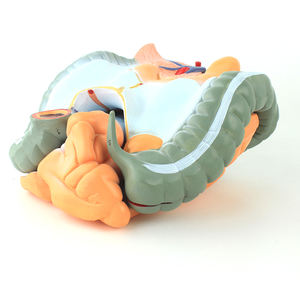 Modelo de Estructura del Intestino Delgado, Colon, Baqueta, Sistema Digestivo, Órgano Médico Humano, Modelo Anatómico para Enseñanza, PVC - Product Image 3