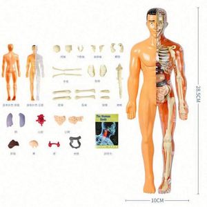 Modèle 3D de Torse Humain pour Enfants, Squelette Anatomique, Kit d'Assemblage d'Organes DIY, Jouet Éducatif, Outil Pédagogique Durable, Anti-Stress, pour l'Extérieur - Product Image 6