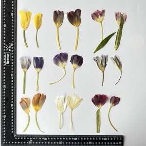 RTS 2 pz/confezione Fiori di tulipano pressati per custodie del telefono, lampade, resina epossidica, cornici e artigianato - Product Image 3