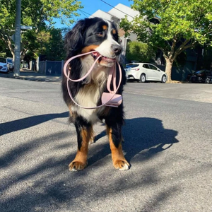 Nueva tendencia de cuero Doggie <span class=keywords><strong>Poop</strong></span> <span class=keywords><strong>Bag</strong></span> Holder Portable <span class=keywords><strong>Dog</strong></span> Leash <span class=keywords><strong>Poop</strong></span> <span class=keywords><strong>Bag</strong></span> Colorful <span class=keywords><strong>Poop</strong></span> Bags - Product Image 4