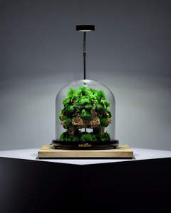 Eco Vriendelijke Terrarium Glazen Containers Met Kweeklampen Geconserveerd Mos Frame Mos Decoraties Natuurlijke Echte Mos Muur Kunst - Product Image 5