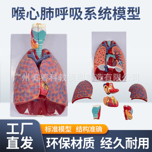 Modelo natural de garganta humana grande, corazón, pulmones y glándula tiroidea para la enseñanza del sistema respiratorio y de los órganos internos. - Product Image 4