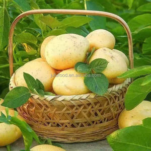 Высококачественный органический свежий ирландский картофель Бангладешский Алмазный картофель со сладким вкусом - Product Image 2