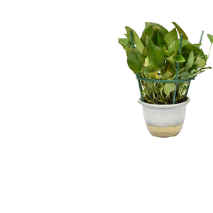 Hantechn Decoración de Jardín, Obelisco Metálico Fácil de Usar, Soporte para Plantas, Estacas de Plástico para Jardín, Poste Conmemorativo de Plástico de 8mm - Product Image 4