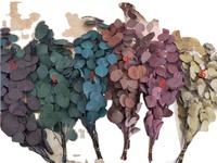Feuilles d'eucalyptus séchés, 10 pièces, de haute qualité, plantes décoratives, naturelles