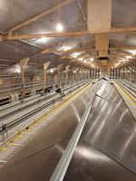 Hontech gagne le prix IP67 pour ampoule LED sans scintillement 2700K-6000K pour système de cages d'élevage de poulets de chair