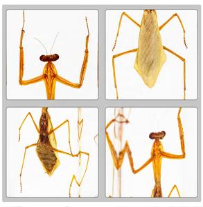 교실 중학생용 도매 교육용 교구 실제 곤충 사마귀 에폭시 수지 박제 표본 문진 - Product Image 4