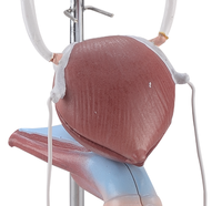 Modelo Anatómico del Sistema Urinario Masculino, Simulación de Órganos Urológicos para Práctica Clínica