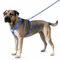 Harnais léger et solide pour chien en sangle PVC, gilet ajustable et tendance avec anneau en D et boucle de sécurité pour la promenade et l'entraînement