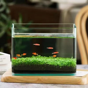 Contenitore per terrario <span class=keywords><strong>in</strong></span> <span class=keywords><strong>vetro</strong></span> vasi cilindrici terrario per <span class=keywords><strong>piante</strong></span> <span class=keywords><strong>in</strong></span> barattolo <span class=keywords><strong>di</strong></span> <span class=keywords><strong>vetro</strong></span> - Product Image 5