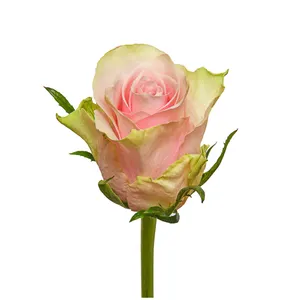 Fresh New Kenyan Fresh Cut Flowers Pink Athena Pink White Gradient Pastel Rose Large Headed 60cm Stem Retail Fresh Cut Roses