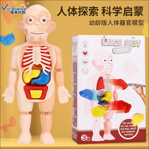 Modelos educativos de órganos humanos para niños, ensamblaje DIY, modelos cognitivos de educación médica temprana STEAM, transfronterizos - Product Image 3