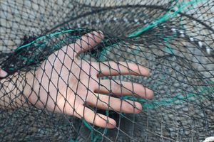 Nouvelles cages pliables australiennes de haute qualité pour crabes et écrevisses, avec quatre filets importés - Product Image 5
