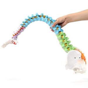 Modelo Anatómico de Mini <span class=keywords><strong>Columna</strong></span> Vertebral Humana Coloreada y Flexible, Modelo de <span class=keywords><strong>Esqueleto</strong></span> de la Espina Dorsal, Modelos de Anatomía con Arteria Vertebral - Product Image 4