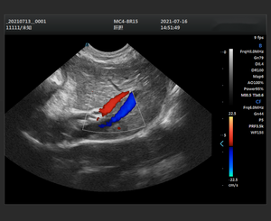 Hospitales Clínicas <span class=keywords><strong>Veterinaria</strong></span> 2D 3D 4D Tipo de cuaderno Color Doppler Ultrasonido Sistema de diagnóstico Máquina para perro Ganado Vaca Caballo - Product Image 3