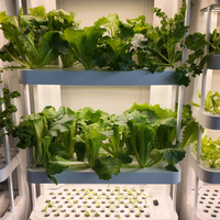 Armoire de culture hydroponique verticale, kit hydroponique d'intérieur pour la culture de légumes, micro-légumes et herbes