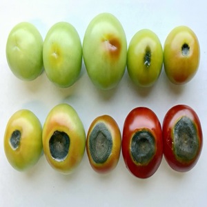 ช่วยเพิ่มความแข็งแรงของผลไม้และอายุการเก็บรักษา <span class=keywords><strong>ปุ๋ย</strong></span>เกรดเกษตร 100% ละลายน้ำได้ ซึมซาบแคลเซียมและบิวทาเซียมอย่างมีประสิทธิภาพ - Product Image 5