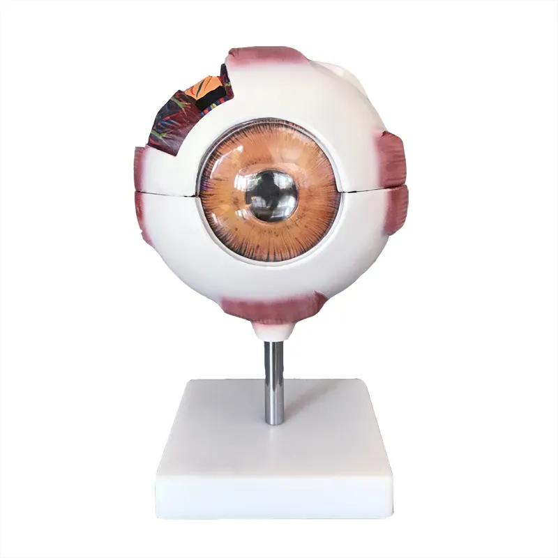 거대한 눈 모델 인간의 안구 구조 해부학 모델 6X 배율 안구 눈 확대 모델