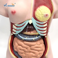 Modèle anatomique de torse unisexe en 32 parties, taille réelle, 333 structures numérotées pour l'enseignement en laboratoire d'anatomie, CE ISO ROHS CNAS