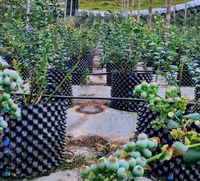 Conteneur d'élagage aérien de 35,7 gallons, idéal pour la plantation de jeunes arbres dans les ceintures vertes, pot de plantation