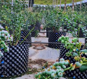 Contenitore per Potatura ad Aria da 35,7 Galloni, Ideale per la Piantumazione di Piantine d'Albero in Aree Verdi - Product Image 5