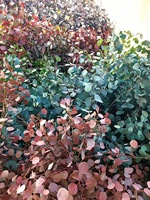 Fleurs décoratives en gros du Yunnan, feuilles d'eucalyptus séchées naturelles de haute qualité, eucalyptus Pupulus préservé pour la décoration de Noël