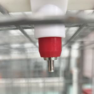 Cages à poulets Batterie Poulailler Poules pondeuses Poule pondeuse Élevage de volailles Conception de ferme à vendre Prix Vendre en Algérie - Product Image 4