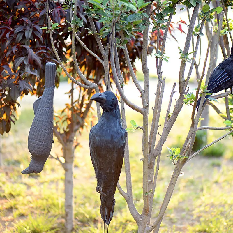 Ravens Met Veer Vleugels Scary Staande Vliegende Vogels Realistische Gevederde Zwarte Kraaien