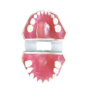 อุปกรณ์ช่วยสอนฟันปลอมแบบถอดได้สำหรับเด็ก รุ่น Um-7009 - Product Image 5