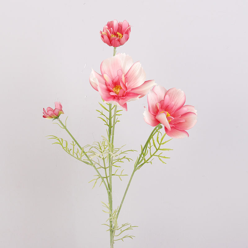 ชมพูเข้ม