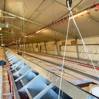 LEON MACHINERY Nid de ponte automatique à bas prix Nids à œufs de poule pour pondeuse ou éleveur Matériel d'élevage de volailles