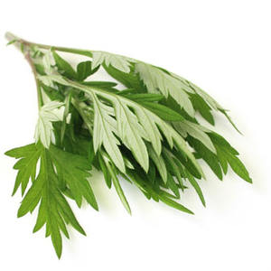 Huile essentielle d'armoise pure certifiée GMP (Artemisia Vulgaris) distillée à la vapeur en provenance d'Inde - Fournisseur en gros de produits de marque privée OEM/ODM - Product Image 3