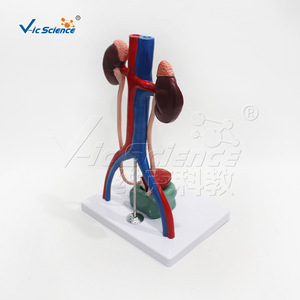 Modèle d'organes urinaires magnifiés VIC-U013A, modèle pédagogique d'anatomie urinaire humaine - Product Image 3