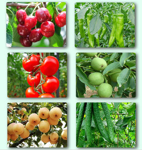 Агро химикаты органические удобрения для увеличения роста растений калий гуминовая кислота для продажи - Product Image 6