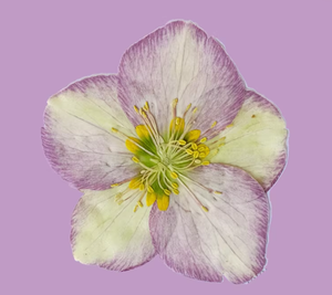 Carte de fleur pressée hellébore tibétain faisant des fournitures bijoux en résine cadre de plante naturelle - Product Image 4