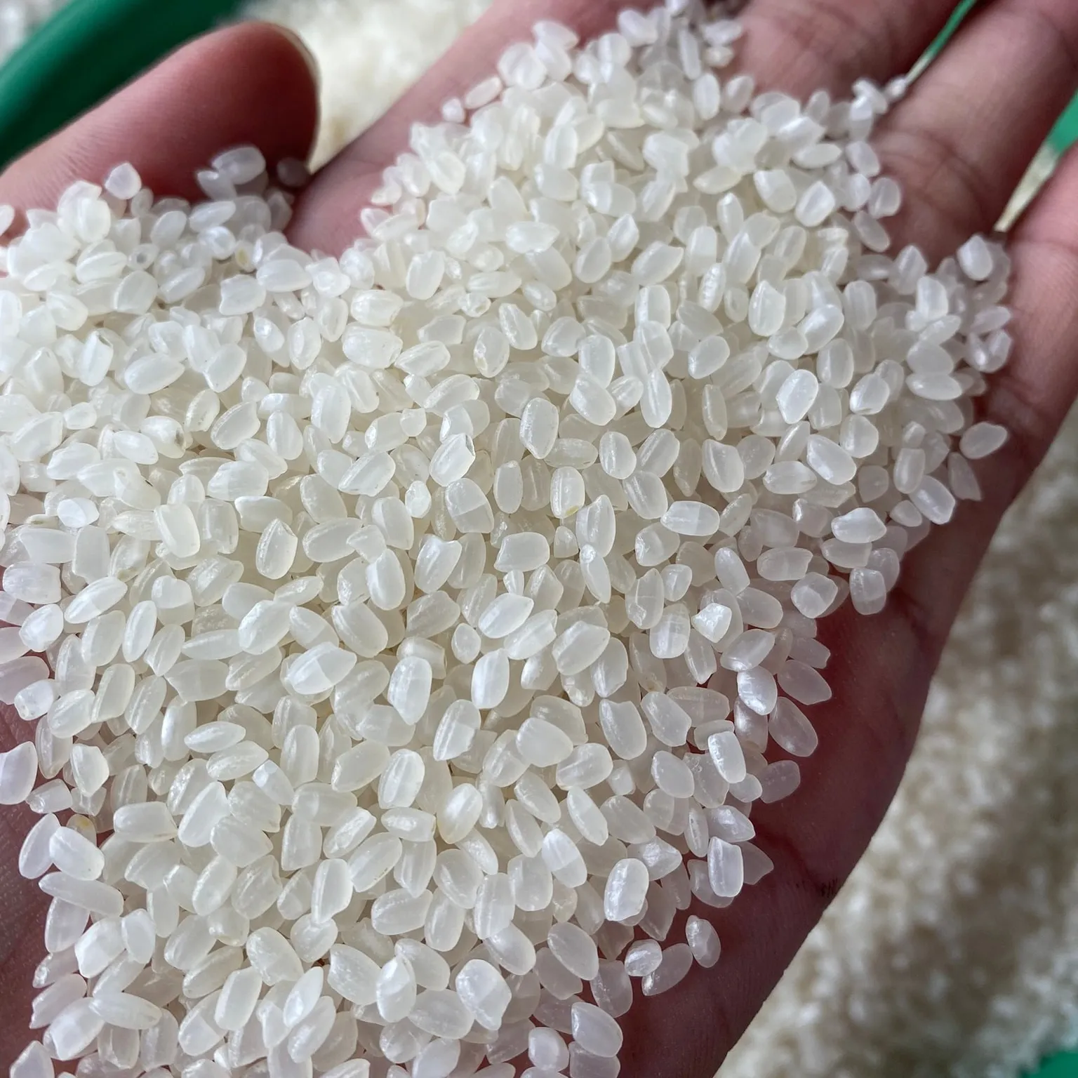 ג 'פוניקה אורז סושי אורז יפני עם קונה קרוז שבור 3% אורז לבן לסושי-whatsap 0084 989 322 607
