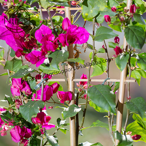 Escalera/estante/enrejado de bambú personalizado al por mayor <span class=keywords><strong>NIF</strong></span> para plantas trepadoras - Product Image 4
