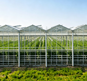 Serre en verre multi-spans Skyplant Commercial Venlo, structure en acier galvanisé à chaud pour la culture de tomates et de légumes - Product Image 1