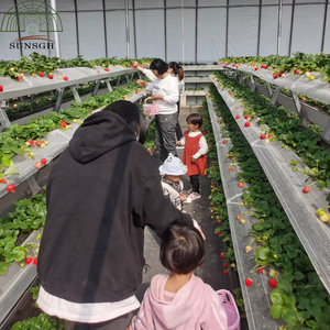 Een type frame-kas voor hydroponische aardbeienteelt - Product Image 4