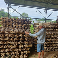 Poteaux de Soutien Écologiques en Mini Bambou pour Tomates et Plantes de Piments Longueur Personnalisable Fabricant Vietnamien