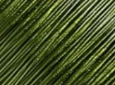 Tinte Verde
