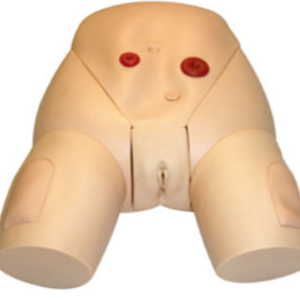 Modèle d'enseignement médical anatomique de haute qualité pour femmes et hommes, destiné à la formation des infirmières en cathétérisme médical. - Product Image 1