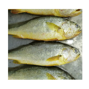 Prix <span class=keywords><strong>du</strong></span> poisson croaker <span class=keywords><strong>jaune</strong></span> frais congelé, entier et rond, de 500-600g, IQF, pour les États-Unis - Product Image 1