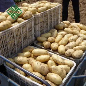 Patate all'ingrosso di patate fresche di russet di patate fresche di fabbrica di patate fresche