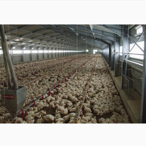 Trang trại kiểu Kết Cấu Thép gà trang trại xây dựng gia cầm nhà thiết kế cho kim loại đổ xây dựng - Product Image 5