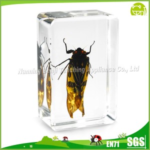 Resina trasparente colorato scarabeo scuola educazione esemplare di insetto tassidermia vera resina animale esemplare biologico in resina - Product Image 5