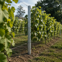 Poteau de vignoble en acier galvanisé, poteau de treillis métallique pour le soutien des vignes