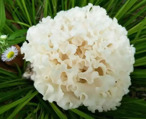 Sản xuất <span class=keywords><strong>sparassis</strong></span> <span class=keywords><strong>crispa</strong></span> <span class=keywords><strong>sparassis</strong></span> <span class=keywords><strong>crispa</strong></span> chiết xuất bột <span class=keywords><strong>sparassis</strong></span> <span class=keywords><strong>crispa</strong></span> chiết xuất - Product Image 3