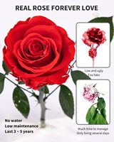 Roses éternelles naturelles – Cadeaux floraux pour femmes – Livraison de roses individuelles pour elle, sa mère et la Saint-Valentin – Chine