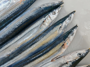 Saury del Pacífico Cololabis Saria, Recién Capturado, Salvaje y Congelado, Venta al Por Mayor a Precio de Fábrica - Product Image 1